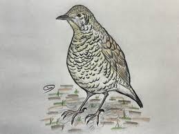 Image result for トラツグミ