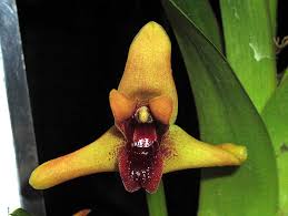 Image result for Otomeria elatior