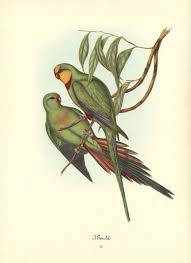 John Gould Prints