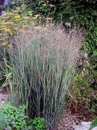 Die Blauliche Rutenhirse Heavy Metal Hat Graue Halme Blau Bereifte Blatter Und Eine Gelbe Herbstfarbung Rutenhirse Stauden Pflanzen