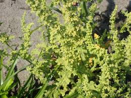 Image result for Dysphania schraderiana