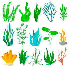 Sea Plants And Aquarium Seaweed Set Sea Plants Plant Drawing Plants