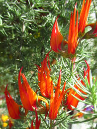 Image result for Lotus berthelotii