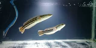 Jenis ikan toman tergolong ke dalam ikan buas atau predator karena berpotensi memangsa ikan maupun berbagai hewan kecil lainnya seperti kodok bahkan tercatat ikan ini juga telah menghuni sebagian wilayah india karena dibawa oleh manusia. Channa Tomang Marulioides