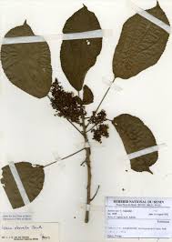 Image result for Urera