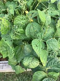 Certain insect pests also affect seed quality and plant emergence through the damage they cause to seed in the field and storage. What Is Eating My Green Beans 479877 Ask Extension