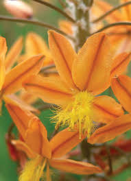 Image result for Bulbine capitata