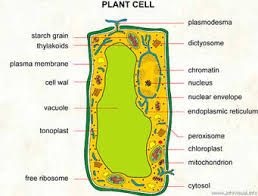 Soal biologi kelas x semester 1 dan 2. May 2013 Seronoknya Biologi