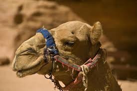 Camel racing has been part of middle eastern culture for centuries; Al Ain City Tour Explore City Of Gardens With Museums Forts Camel Racetrack Dollar