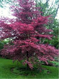 Here you can explore hq beech tree transparent illustrations, icons and clipart with filter setting like size, type, color etc. 16 Tri Colored Beech Ideas Beech Tree Trees And Shrubs Plants