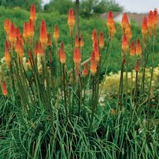 Image result for Kniphofia princeae