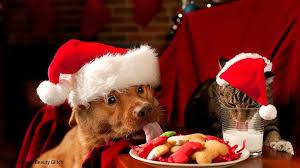 Maybe you would like to learn more about one of these? Foods You Should Not Feed Your Dog During Christmas