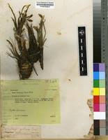 Image result for Curculigo pilosa