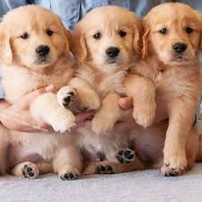 Check spelling or type a new query. Golden Retriever Puppies For Sale Near Me Home Facebook