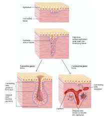 Pin On Chapter 5 Histology