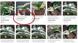 Oleh materi pertanian diposting pada 29 juli 2019 27 juli tanaman hias daun merupakan salah satu jenis tanaman hias yang mempunyai keindahan dan harga tanaman ini sangat bergantung dari akarnya. Janda Bolong Punya 7 Keistimewaan Ini Begini Cara Rawat Tanaman Hias Yang Harganya Ratusan Juta Serambi Indonesia