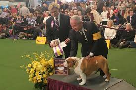 See more ideas about westminster dog show, dog show, westminster. Westminster Dog Show Best In Show And Highlights The Washington Post