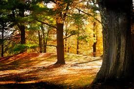 R�sultat de recherche d'images pour "gif automne"