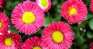 Callistephus chinensis, an ornamental plant native to china. Callistephus Chinensis Plant Care How To Grow China Aster