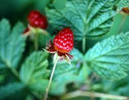 They do eat some herbs, such as basil, but typicaly not shrubs. How To Control Ants Around Your Raspberry Plants