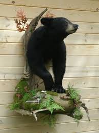 Black Bear Half Mounts Prices Born Taxidermy Pardeeville Wisconsin Shoulder Mounts Bear Mounts Taxidermy Hunting Girls