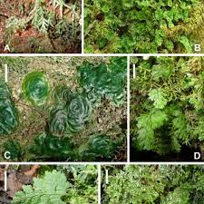 Image result for Trichomanes crispiforme