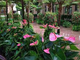 Anthurium Pandola 1 Anthurium Plant Tropical Garden Plants Anthurium