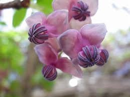 ａｋｅｂｉ58 五葉アケビ の花 自然風の自然風だより