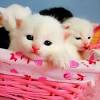 Bagaimana tidak, tingkah lucu dan menggemaskan si kucing membuat banyak orang menyukainya dan menjadi hiburan tersendiri bagi sang pemilik. Https Encrypted Tbn0 Gstatic Com Images Q Tbn And9gcrymxom4 Myqm3uxola7bmlzq U0ym Xe32hhmrmgweg0dvw3gf Usqp Cau