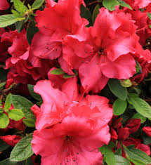 Another selling point is that it reblooms. Bloom A Thon Pink Double Reblooming Azalea Rhododendron X Proven Winners