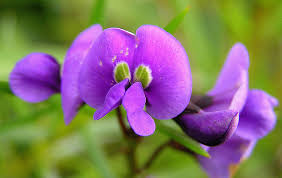 Image result for Hardenbergia comptoniana