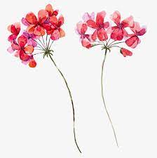 Art Watercolor Red Flowers Red Flowers Watercolor Png Transparent Clipart Image And Psd File For Free Download Watercolor Flower Vector Watercolor Red Flower Drawing