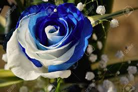 The simple fact is that sending that special someone a bouquet of flowers is always a welcomed expression of affection—you really can't go wrong! Beautiful Bouquet Of Blue White Roses Flower Rose Blue And White Stock Photo Picture And Royalty Free Image Image 120743087