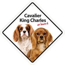 Ruby Cavalier King Charles Spaniel But if you're wanting to dig deeper into their temperament and places to adopt them, read more here! ruby cavalier king charles spaniel