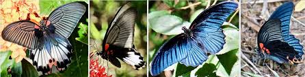 Image result for Ipomoea papilio