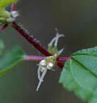 Image result for Droguetia