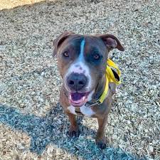 Pets that have been brought into the center will be adoption fees may be increased to help support the needs of the other pets at the center and help them get adopted. Adopted Gameboy Is Visiting Our Albuquerque Animal Welfare Facebook