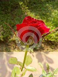Very Nice Natural Photos Res Rose Flower Bud I Think Is Are You Like My All So Friends Beautiful Red Roses Rose Flower Red Rose Flower