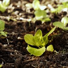 Salate werden in deutschland ganzjährig angeboten. Erfahrungen Mit Salat Im Garten Erntefibel De