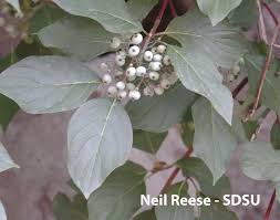 Image result for Cornaceae