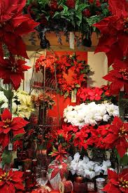 Holiday Poinsettia Display Shinoda Design Center Holiday Decor Christmas Poinsettia Christmas Decorations