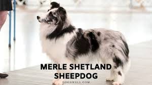 Shetland sheepdogs are 13 to 16 inches tall at the shoulder and usually weigh between 16 and 20 pounds. Merle Shetland Sheepdog Profile Health Color Grooming Dog Dwell