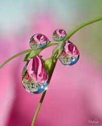 Using glycerine in place of water drops is effective. Nevena Uzurov End Of May Dew Drops Water Reflections Water Droplets