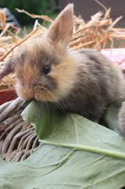 Klopfer war ein ausgesetztes fundkaninchen, das bei uns untergekommen ist. Hallo Liebe Kaninchenfreunde In Meiner Kleinen Aber Feinen Zwergkaninchen Hobbyzucht Suchen Susse Zwergwidder Kaninchen E Zwergkaninchen Hasenbabies Kaninchen