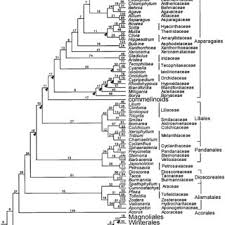 Image result for Behniaceae