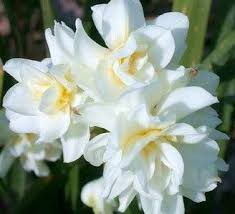 Narcissus Erlicheer Easy To Grow Bulbs Narcissus Orchid Flower