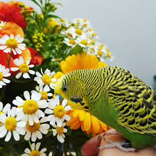When i was deciding whether to get dreads or not, i wondered if i would end up with a really smelly head. Fresh Flowers Smell So Good Budgies