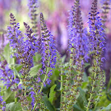 Tn nursery offers the best prices on grade a plants and a 1 year guarantee. Perennial Flowers Bloom Guide Costa Farms