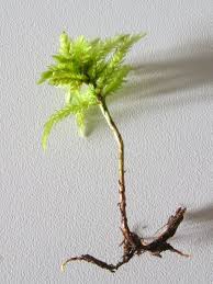 Image result for Monothecium