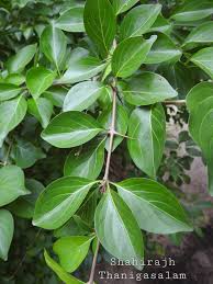 Image result for Canthium